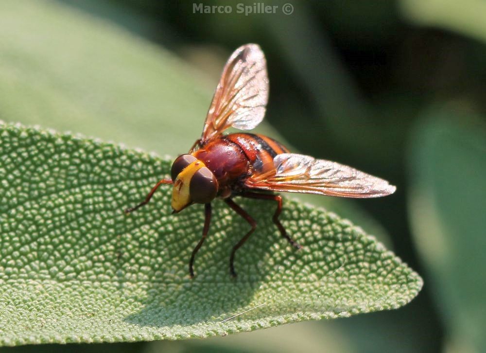 Femmina di Volucella zonaria